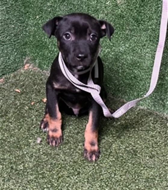 Checkers, a German Shepherd, available for adoption