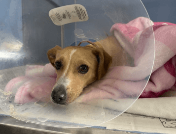 A587480, a Chihuahua, available for adoption