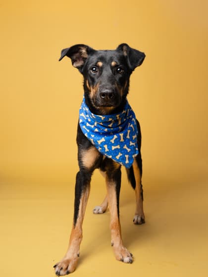 Denver, a Terrier, available for adoption