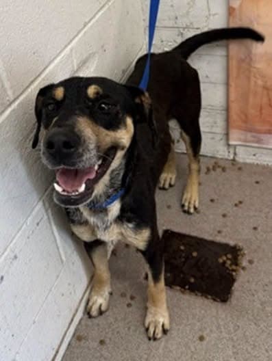 Chris, a Galgo Spanish Greyhound (mix breed), available for adoption