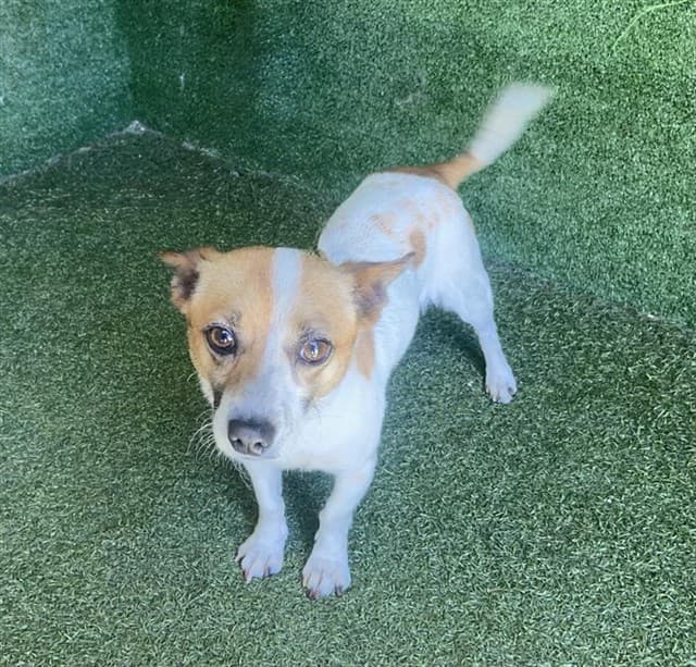 Leonardo, a Chihuahua, available for adoption