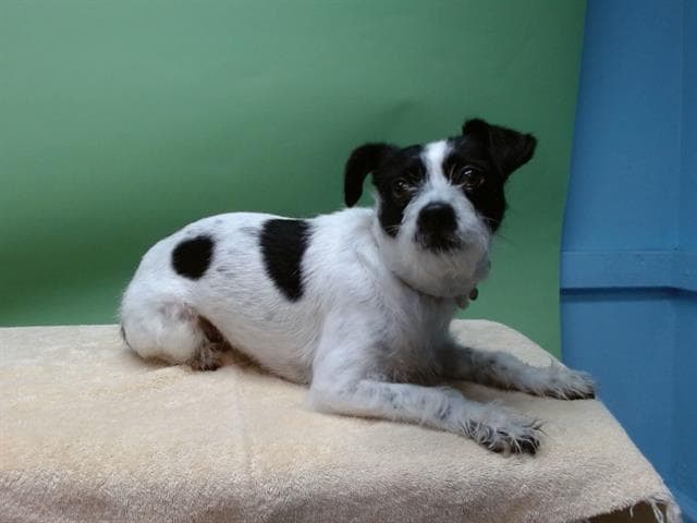 Maxi, a Jack Russell Terrier, available for adoption