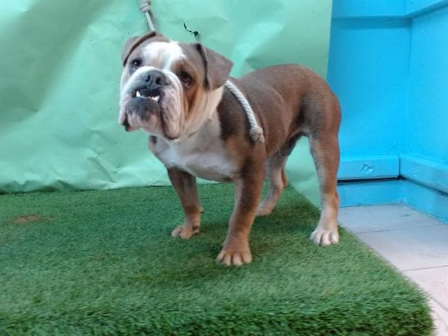 Menace, a English Bulldog, available for adoption