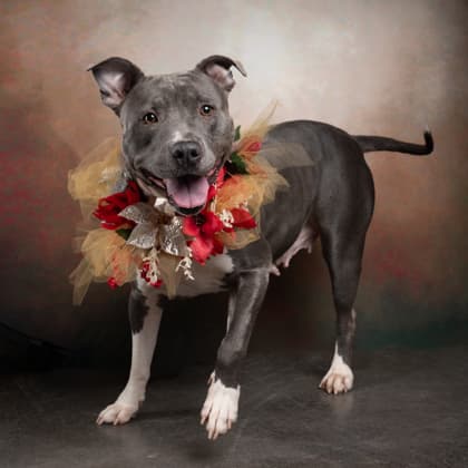 Tarantula, a Terrier, available for adoption
