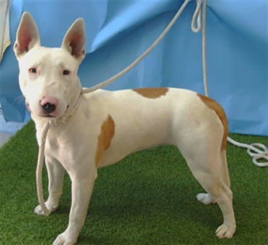 Nova, a Bull Terrier, available for adoption