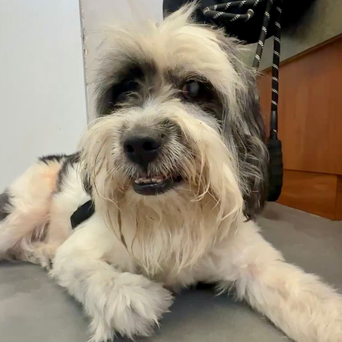 Bobby, a Poodle, available for adoption