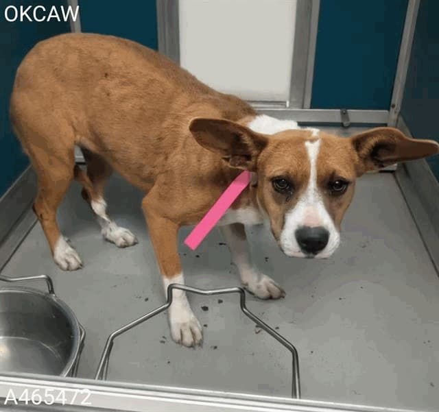 Finn, a Beagle, available for adoption
