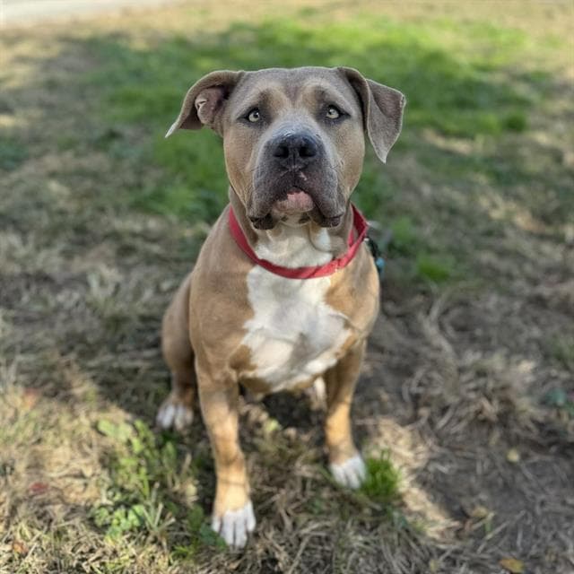 Miss Marple, a Pit Bull Terrier, available for adoption