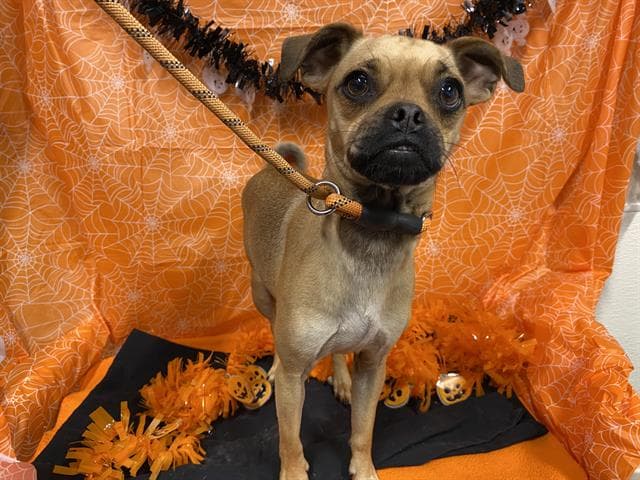 Sterling, a Pug, available for adoption