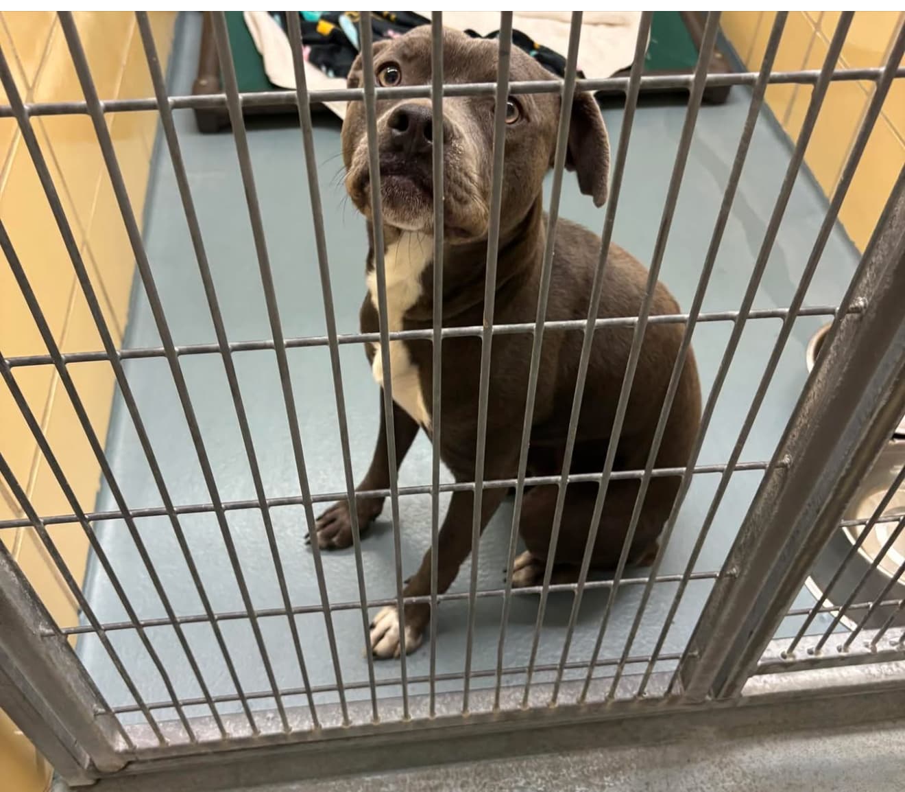 Ducky, a American Staffordshire Terrier, available for adoption