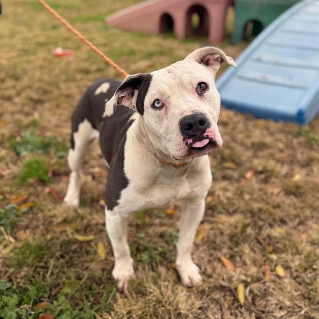 Skywalker, a Pit Bull Terrier, available for adoption