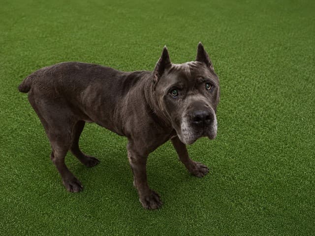 Azul, a Cane Corso Mastiff, available for adoption