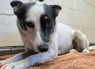 Peaches, a Border Collie (mix breed), available for adoption