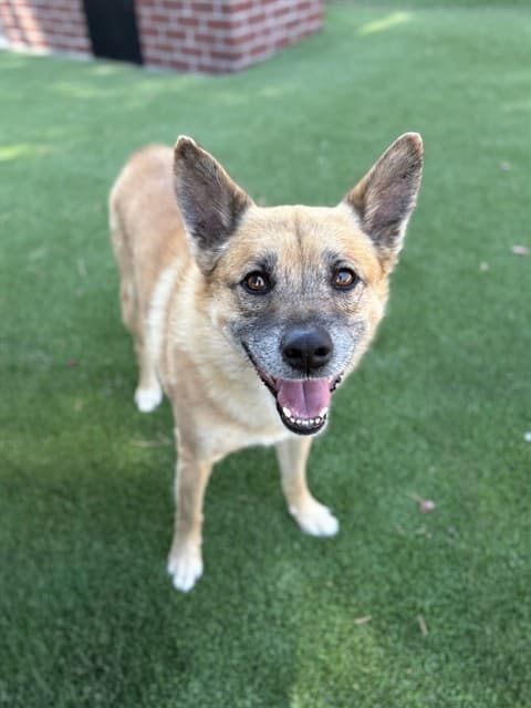 Zae, a Shiba Inu, available for adoption