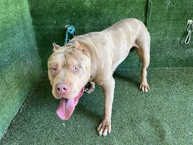 Blue, a Pit Bull Terrier, available for adoption