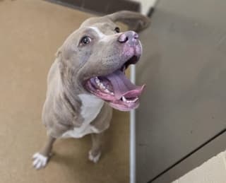Pebbles, a American Bulldog (mix breed), available for adoption