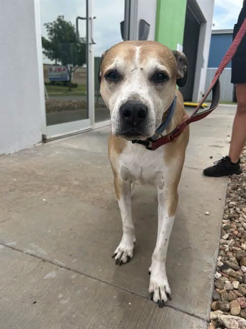A477559, a Pit Bull Terrier, available for adoption