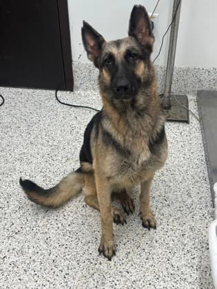 Tinky, a German Shepherd, available for adoption