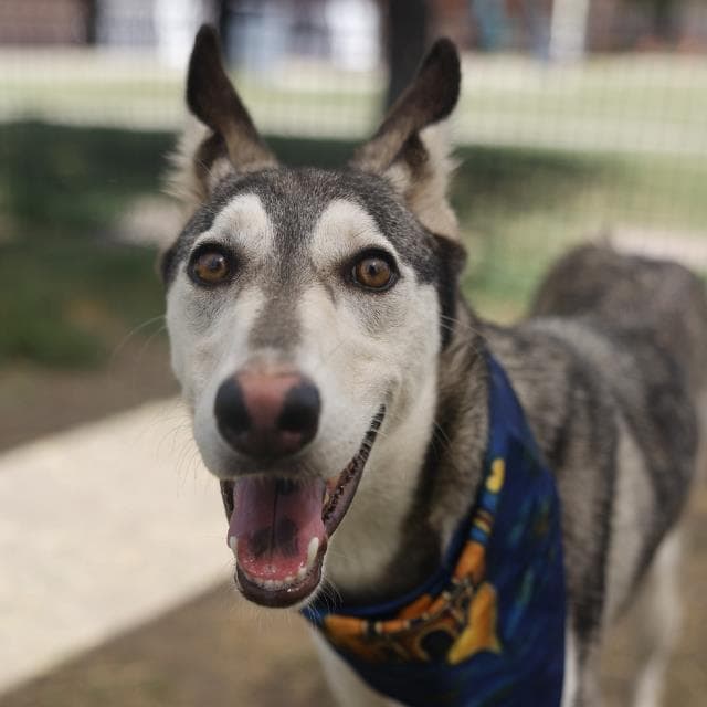 Zaza, a Husky, available for adoption
