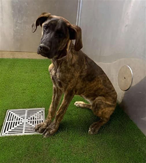 Glenda, a Plott Hound, available for adoption