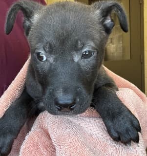 Ghiradelli, a Labrador Retriever (mix breed), available for adoption