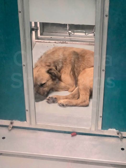 A477869, a German Shepherd, available for adoption