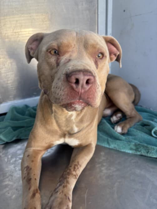 Dexter, a Pit Bull Terrier, available for adoption