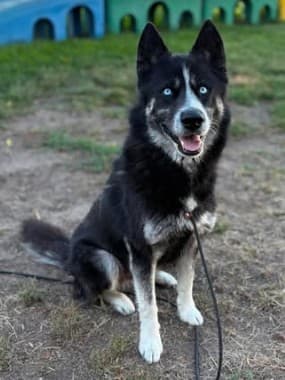 Trace, a Siberian Husky, available for adoption