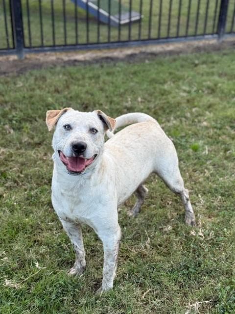 Butter, a Australian Cattle Dog/Blue Heeler (mix breed), available for adoption