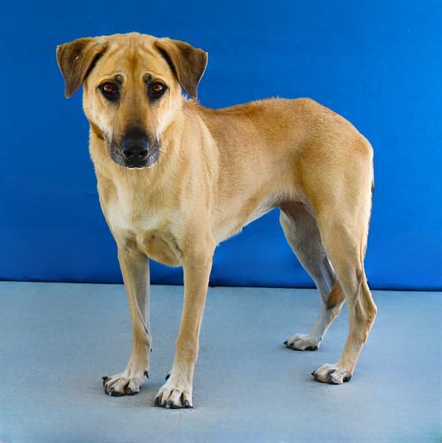 Lily, a Labrador Retriever, available for adoption