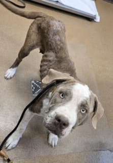 Beth, a Pit Bull Terrier (mix breed), available for adoption