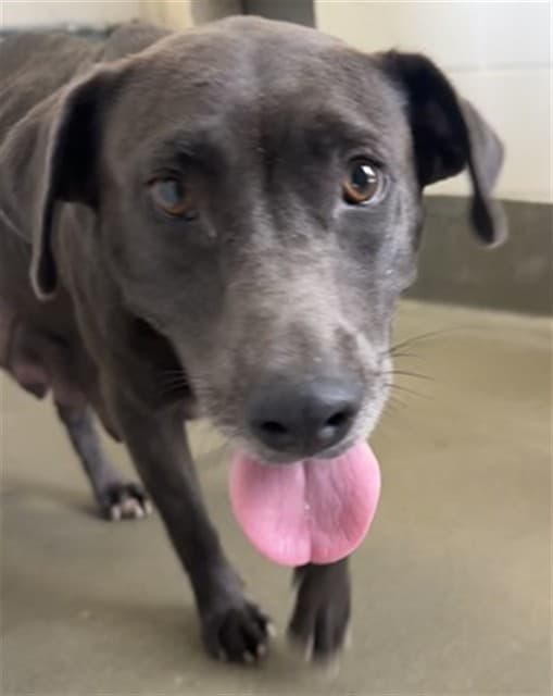 A034598, a Labrador Retriever, available for adoption