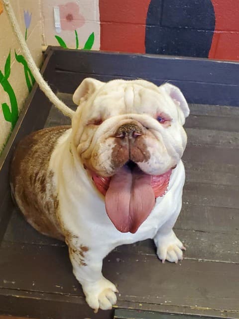 Helen, a English Bulldog, available for adoption