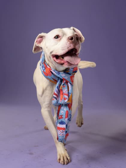 Skadi, a Pit Bull Terrier, available for adoption
