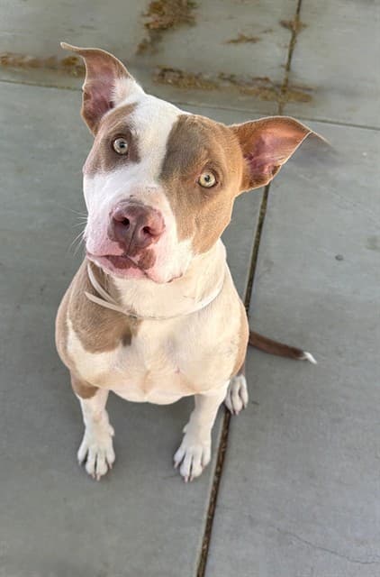 Winnie, a Pit Bull Terrier, available for adoption