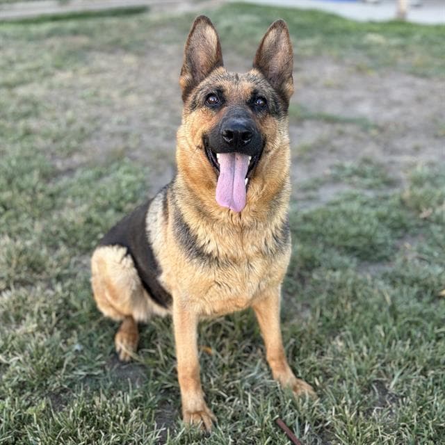 Brooke, a German Shepherd, available for adoption