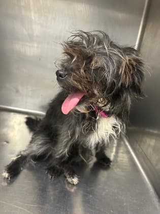 Isabelle, a Terrier, available for adoption