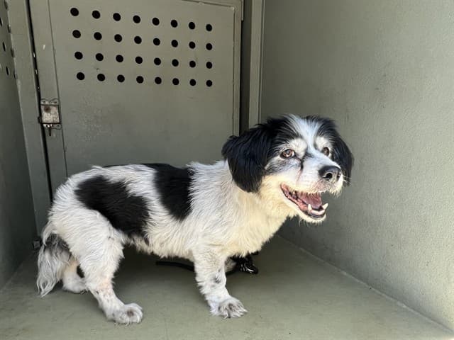 A5789672, a Brittany Spaniel, available for adoption
