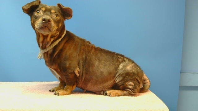 Coffee, a Dachshund, available for adoption