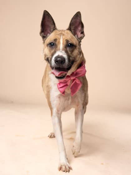 Orange, a Terrier, available for adoption