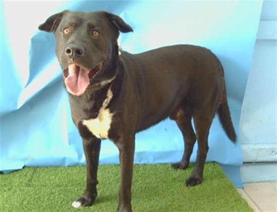 Bruno, a Labrador Retriever, available for adoption