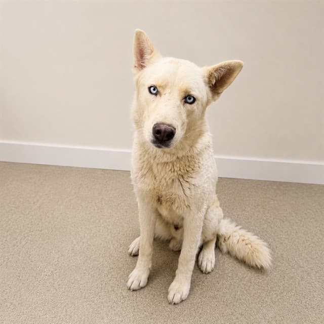 Melvin, a Husky, available for adoption