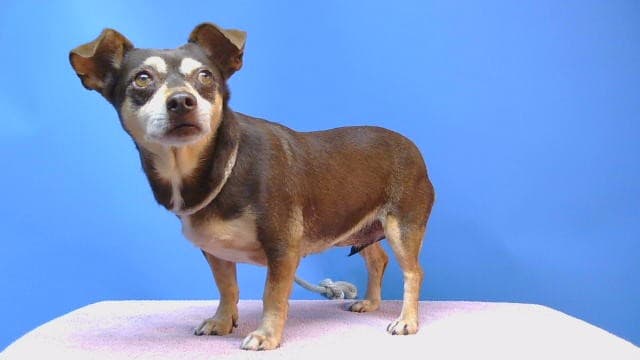 Abbey, a Dachshund, available for adoption