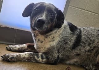 Clover, a Australian Shepherd (mix breed), available for adoption