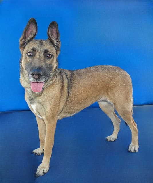 Rosie, a German Shepherd, available for adoption