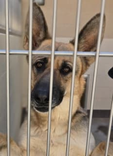 Negra, a German Shepherd, available for adoption