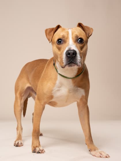 Pumba, a Terrier, available for adoption