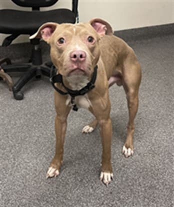 Robert, a American Staffordshire Terrier, available for adoption
