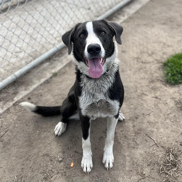 Jasper, a Border Collie, available for adoption