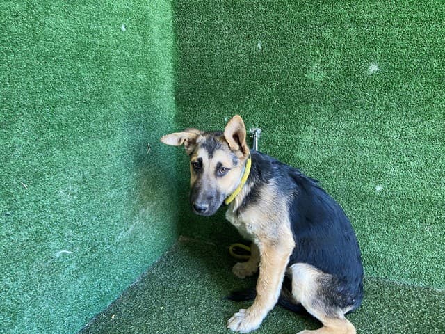 Vance, a German Shepherd, available for adoption